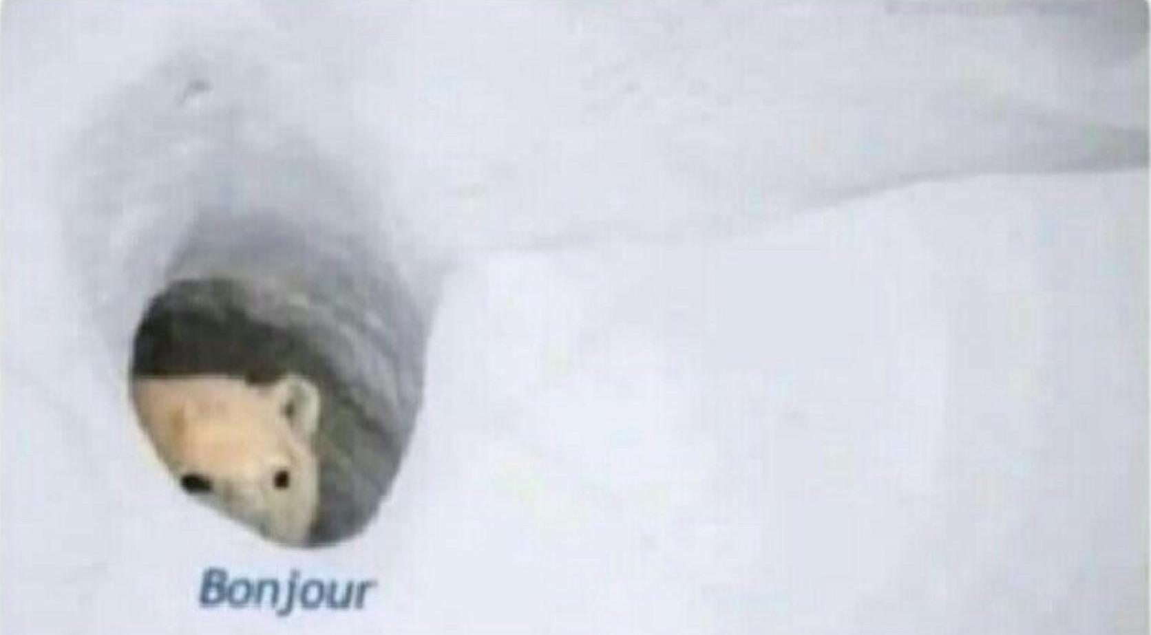 A polar bear peeking out of a hole in the snow with the caption 'bonjour'.